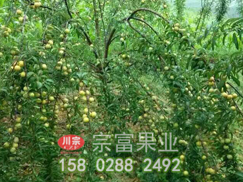 蜂糖李樹苗怎樣防止病害