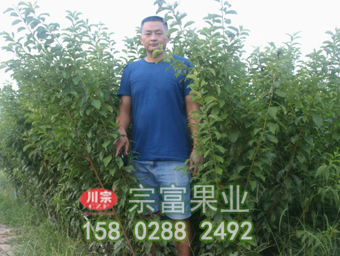 李樹苗花芽分辨方施用有機肥料有什麼好