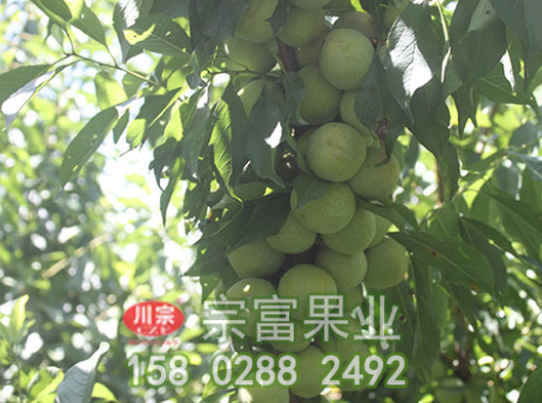 李樹苗秋冬管理要點
