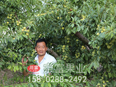 栽培李樹苗先了解六個知識點