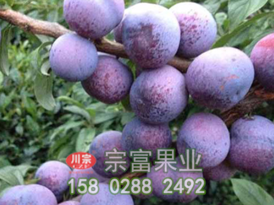 李樹苗流膠病的發病規律與綜防技術