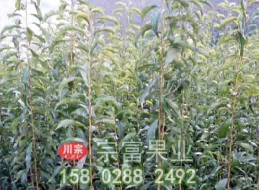 李樹苗主要病蟲害防治技術