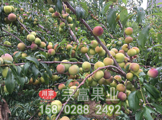 李樹苗木潰瘍病發病規律及防治措施
