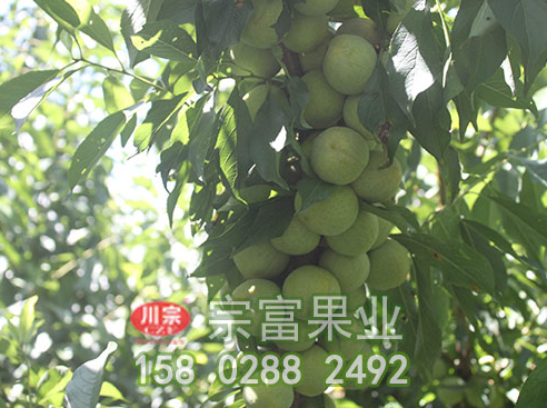 提高李樹苗品質有六大措施需謹記 提高李樹苗品質有六大措施需謹記