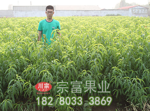 李樹苗花芽分辨方施用有機肥料有什麼好