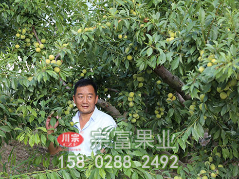 李樹苗兩個時期的修剪方法