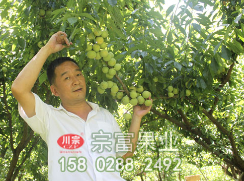 種植李樹苗前先了解其營養價值