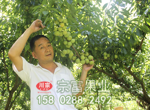 李樹苗幼樹至結果樹的修剪技術