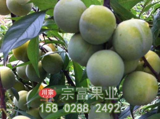 李樹苗開花前慎防流膠病