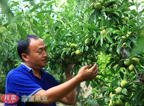 良種李樹苗藥物防治凍害的技術