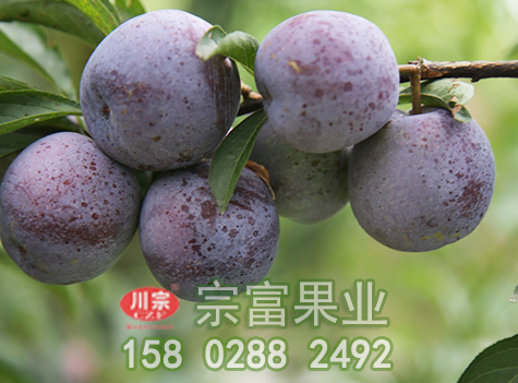 李樹苗開花前慎防流膠病