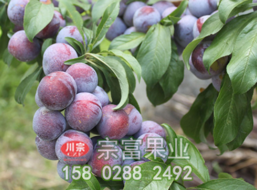 李樹苗夏季細心管理能增產