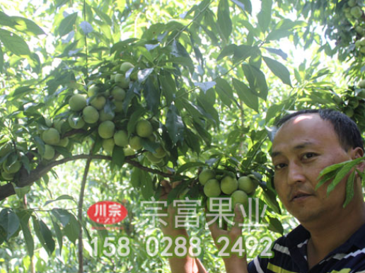 李樹苗做好冬剪100%保證豐產
