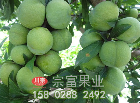 李樹苗保花保果管理竅門