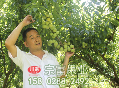 種植李樹苗前先了解其營養價值