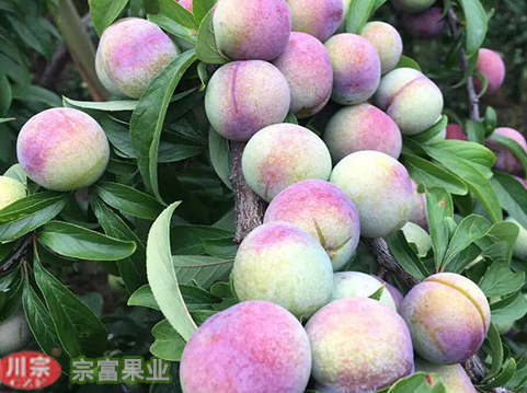 李樹苗主要病蟲害防治技術