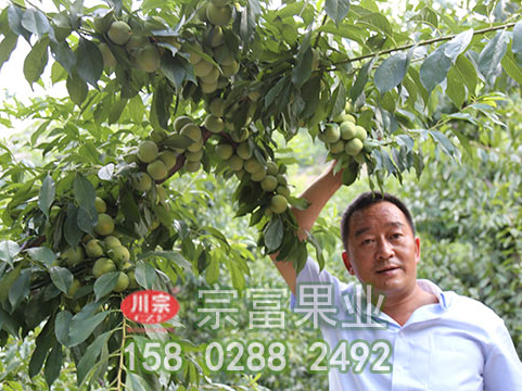 種植李樹苗前先了解其營養價值