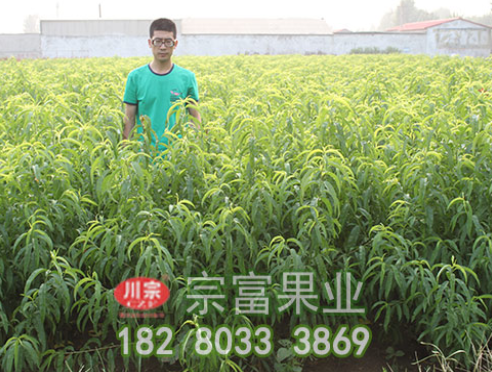 李樹苗開花前慎防流膠病