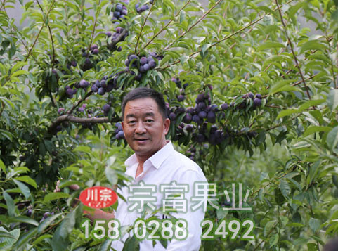 李樹苗夏季修剪采用方法有哪些