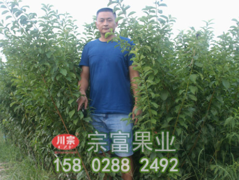 李樹苗花芽分辨方施用有機肥料有什麼好