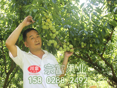 李樹苗花芽分辨方式