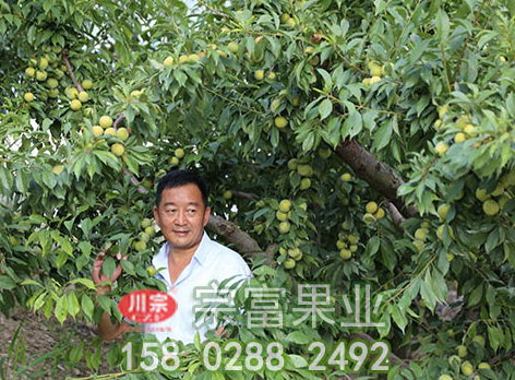 防治李樹苗流膠病的四個措施