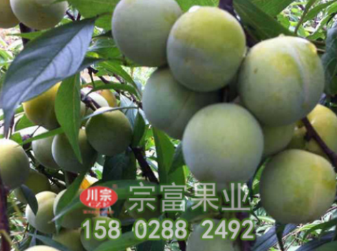 李樹苗果園的翻耕技術