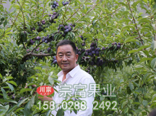 李樹苗保花保果管理竅門