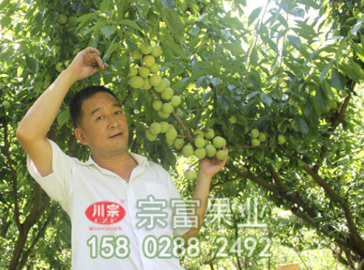 李樹苗采後(8-10月)的管理技術要點