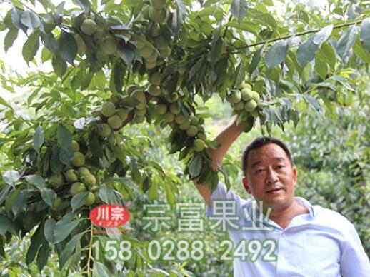 李樹苗嫁接的時間及管理方法