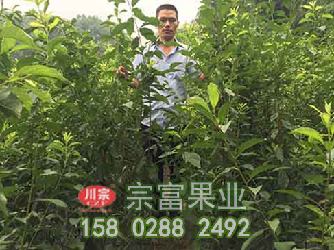 李樹苗的保花保果技術