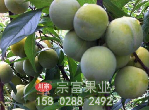 防治李樹苗流膠病的四個措施