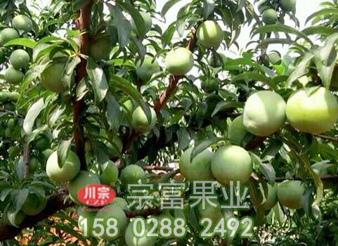 李子苗修剪兩項要點須知