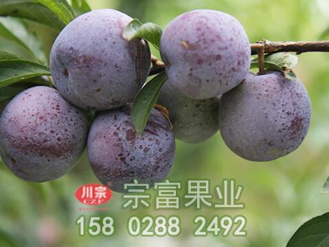 李樹苗施肥的佳時間