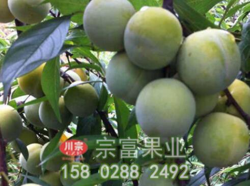李樹苗春栽後的管理知識點