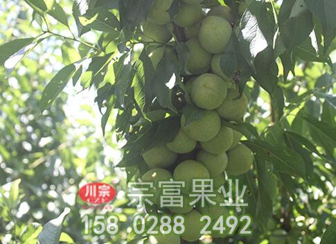 李樹苗的營養成分