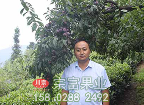 淺談李子苗夏季怎麼修剪