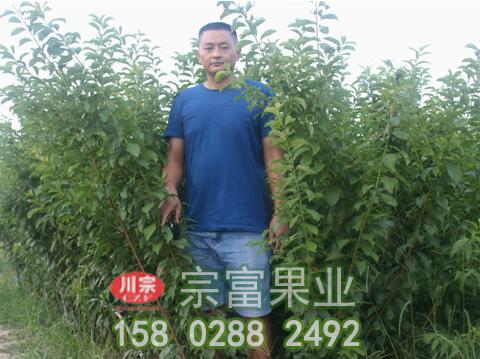 李樹苗的特征和栽培注意點