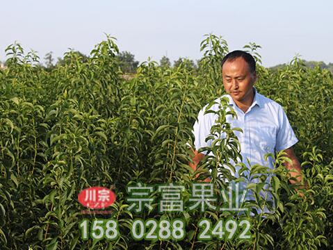 李樹苗灰黴病怎樣治？