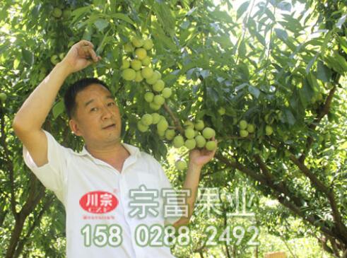 李樹苗幼樹至結果樹的修剪技術