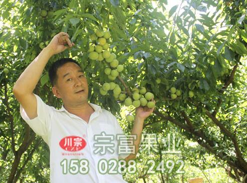 李樹苗袋果病發生規律並如何防治