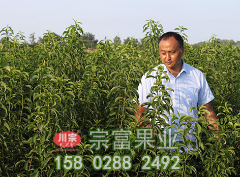 教你李樹苗春栽後的管理技巧