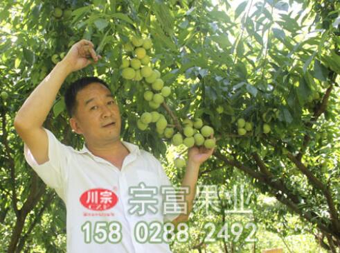 李樹苗流膠病的原因及防治措施