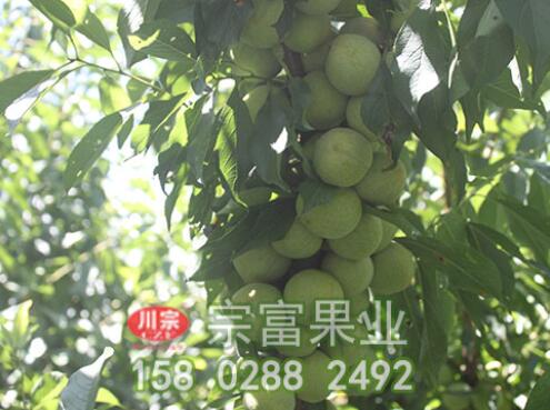 李樹苗主要病蟲害防治技術