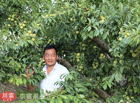 李樹苗花芽分辨方施用有機肥料有什麼好