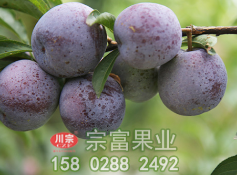 李樹苗保花保果管理竅門