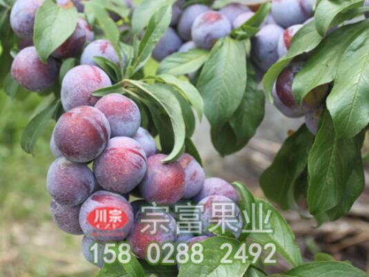 李子苗嫁接法和扡插法