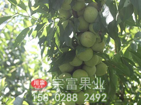 李樹苗嫁接的時間及管理方法