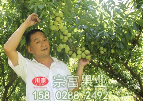 淺談李樹苗的土肥水辦理