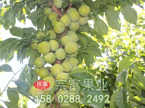 李樹苗的營養成分